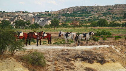 Horses Calm Landscape Brown Gray Rural Pastoral Tranquil Grazing Background