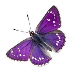 Rare Purple Hairstreak butterfly in transparent background