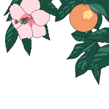 Hibiscus & Orange Tree Illustration - Natural Frame 