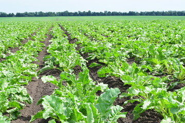 Sugar beets. After the first phase of vegetation, during the spring and summer of sowing - sugar...