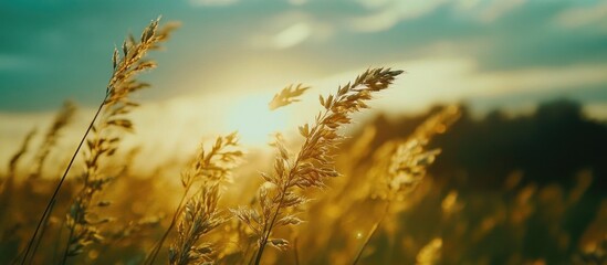 Golden spikelets of winter wheat Triticum L swaying in the summer breeze under a vibrant sunset in a serene rural landscape.
