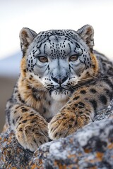 Fototapeta premium Majestic Snow Leopard Resting on Rocky Terrain