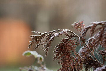 Frozen plants in the garden in winter. Natural winter landscape.