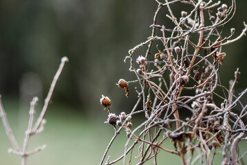 Frozen plants in the garden in winter. Natural winter landscape.