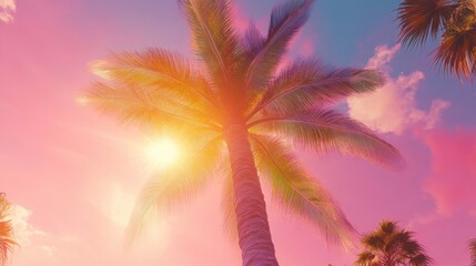 pink sunset palm tree tropical paradise