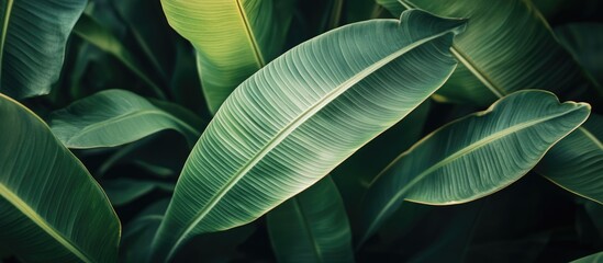 Obraz premium Lush green leaf patterns showcasing natural textures and vibrant hues in a tropical setting for design and decorative purposes.