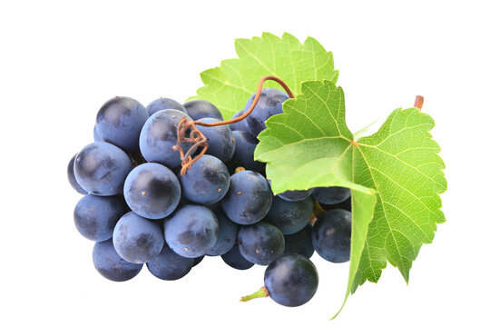 Bunch of grapes isolated on white