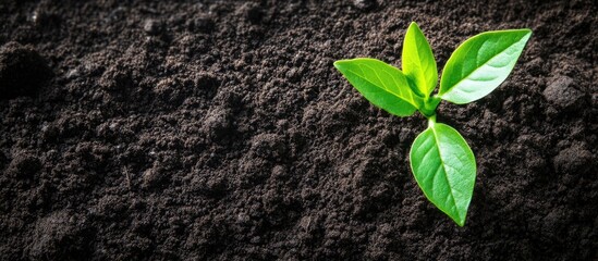 Naklejka premium Freshly Cultivated Soil Texture with Young Plant Growth Ideal for Nature or Gardening Themes and Blank Space for Creative Text Integration