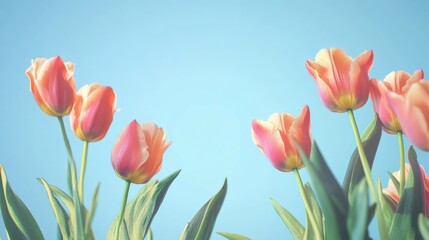 Spring Tulips on Blue Background with Blank Space for Text Ideal for Seasonal Greetings or Floral Promotions