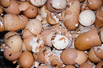 Several pieces of chicken eggshell