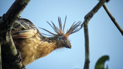 Ave exótica sobre las ramas en la amazonía 