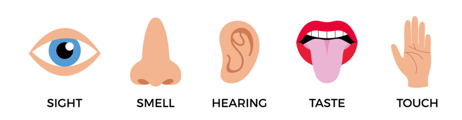 5 human senses icons. Vector illustration, simple flat design for school educational posters. Sight, hearing, taste, smell, touch. Five fillings