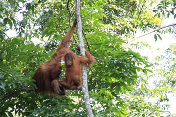 Mamá orangután con su cría. Selva de Sumatra