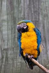  Blue-and-yellow macaw on the tree