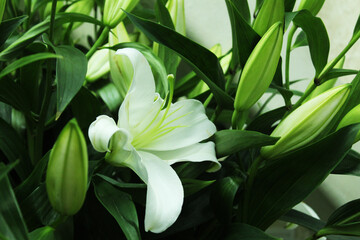 Obraz premium White lily flower close-up against green leaves of branches