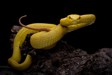 The Yellow White-lipped Pit Viper (Trimeresurus insularis) closeup on branch with black background, Yellow White-lipped Pit Viper closeup