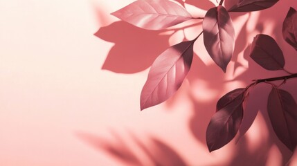 Tropical Leaf Shadows on Soft Pink Background with Space for Text or Design Elements