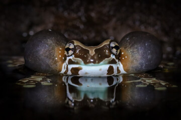 Amazon milk frog (Trachycephalus resinifictrix) with its cheeks that look like balloons is a sign of calling a female frog, a male amazon milk frog (Trachycephalus resinifictrix) call female frogs to 