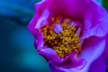 Camellia japonica pertenece a la familia de Theaceae.