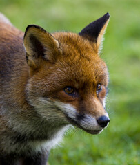 A stunning closeup view of a fox in Its natural habitat