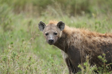 portrait headshot of a hyena in serengeti national park serengeti tanzania