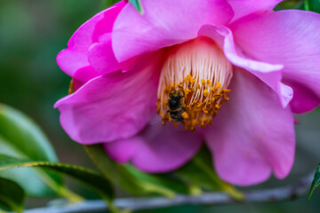 Camellia japonica pertenece a la familia de Theaceae.
