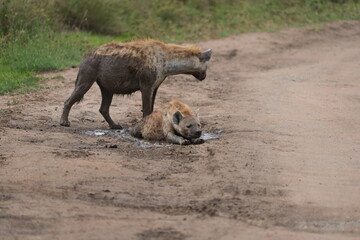 Female Hyenas Cooling Off in Mud Puddle, Serengeti National Park, Tanzania