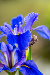 Iris sibirica pertenece a la familia de Iridaceae.