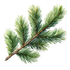 watercolor drawing of a evergreen fir tree branch isolated on transparent background