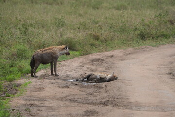 Female Hyenas Cooling Off in Mud Puddle, Serengeti National Park, Tanzania