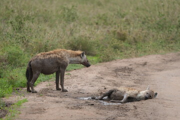 Fototapeta premium Female Hyenas Cooling Off in Mud Puddle, Serengeti National Park, Tanzania