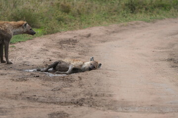 Female Hyenas Cooling Off in Mud Puddle, Serengeti National Park, Tanzania