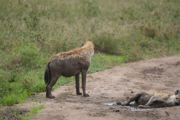 Fototapeta premium Female Hyenas Cooling Off in Mud Puddle, Serengeti National Park, Tanzania