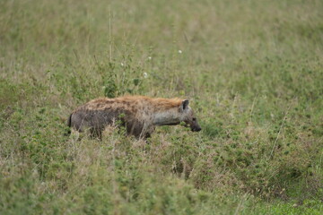 half muddy hyena standing in the grass in the serengeti national park safari