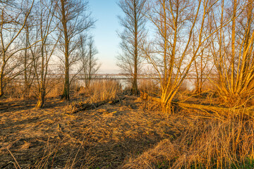 Fototapeta premium Bare branches of trees and bushes on the bank of a wide river in the orange light of the setting sun. The photo was taken at the end of a day in the Dutch winter season.