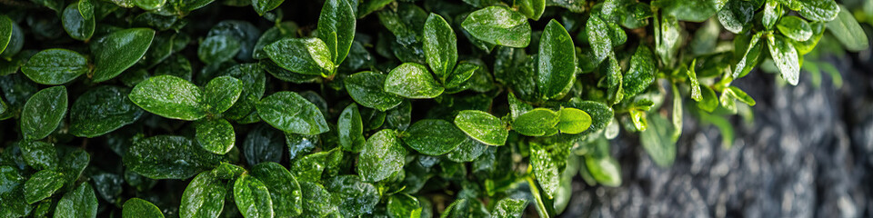 Dew-Covered Dark Green Leaves Against Grey Background