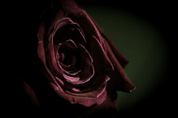 Fully open red rose on black background