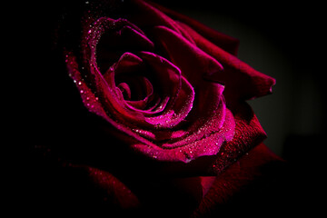 Fully open red rose on black background