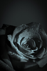 Fully open red rose on black background