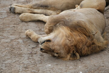 Male Lion Resting Peacefully on Dry Earth in Serengeti National Park, Tanzania