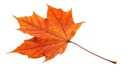 Maple leaf isolated on white background