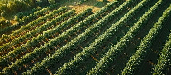 Fototapeta premium Aerial view of expansive farmland featuring vibrant rows of diverse crops with ample space for text overlay in a picturesque rural landscape