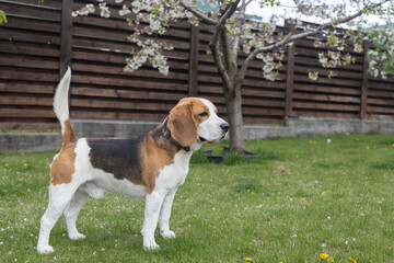 portrait of a healthy young red, white and brown purebred beagle dog on a green lawn in spring ....