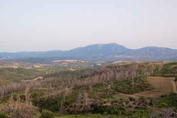 Fototapeta premium June 2024, mountainous scenery in North Evia with many burnt trees, three years after the disastrous wildfire of August 2021 
