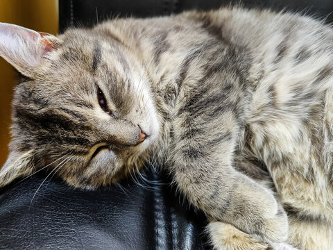 Gray tabby kitten is dozing in black leather chair. Pet is basking in warmth and comfort. Copy space for text.