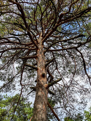 Old branchy pine tree. Traces of dried, cut branches. Dense thickets. View from below, against blue sky with white fluffy clouds.