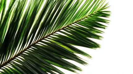 Obraz premium Fresh tropical green palm branch in sunlight, leaf show on blank clean cream white background for luxury nature organic cosmetic, skincare, beauty treatment product display 3D banner