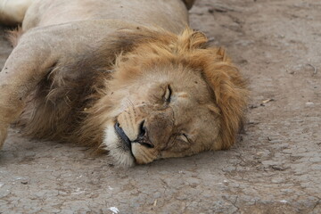 Naklejka premium close up portrait of a sleeping male lion in the serengeti national park 