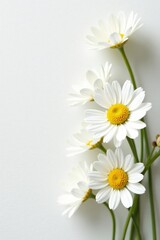 Obraz premium A delicate arrangement of white and yellow daisies on a clean white background, blooms, white, gardenia