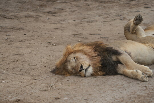 portrait of a sleeping male lion in the serengeti national park tanzania wallpaper